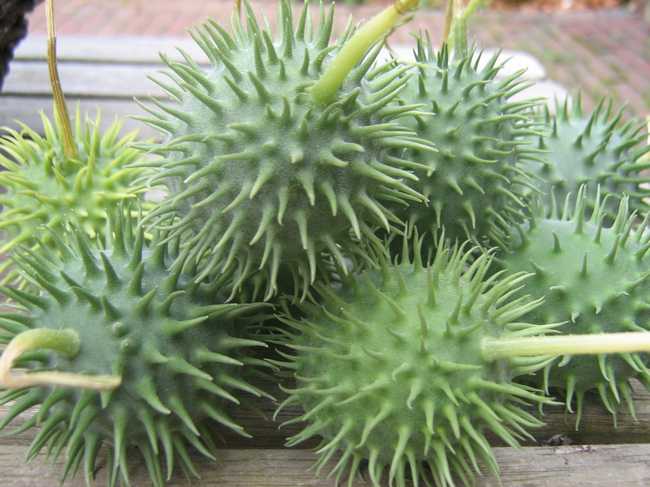 Cucumis Hirsutus (Bolstar komkommer) Mijn Akkertje | Cucumis Hirsutus (Bolstar komkommer)