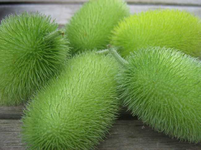 Cucumis Dipsaceus (Distel komkommer) Mijn Akkertje | Cucumis Dipsaceus (Distel komkommer)