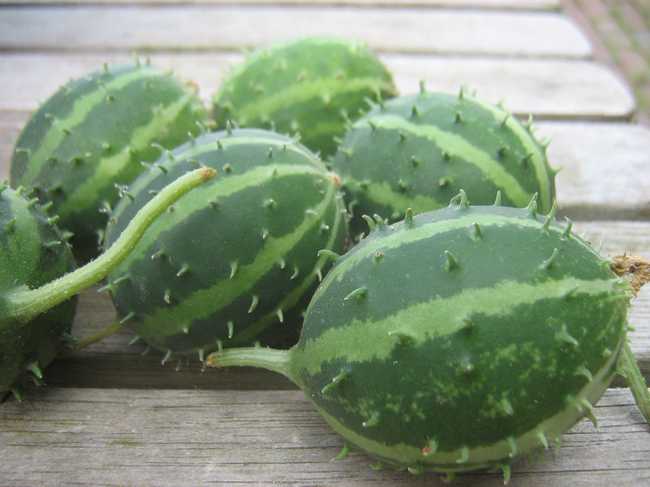 Cucumis Canoxii Mijn Akkertje | Cucumus Canoxii