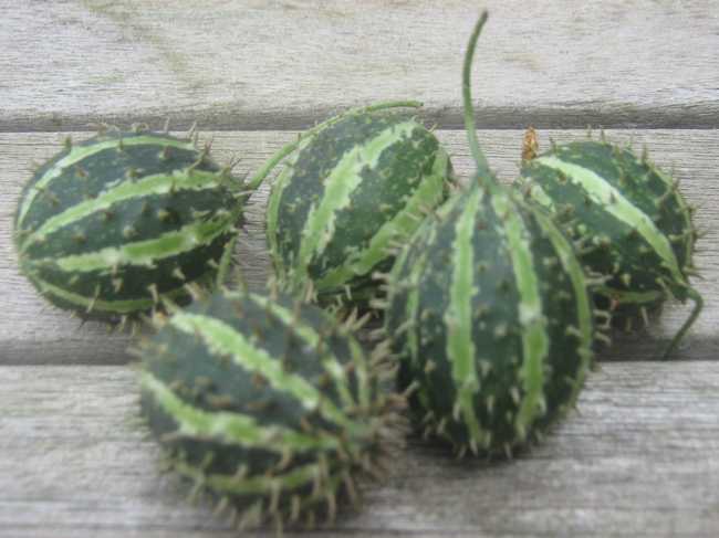 Cucumis Myriocarpus (Kruisbes komkommer) Mijn Akkertje | Cucumis Myriocarpus (Kruisbes komkommer)