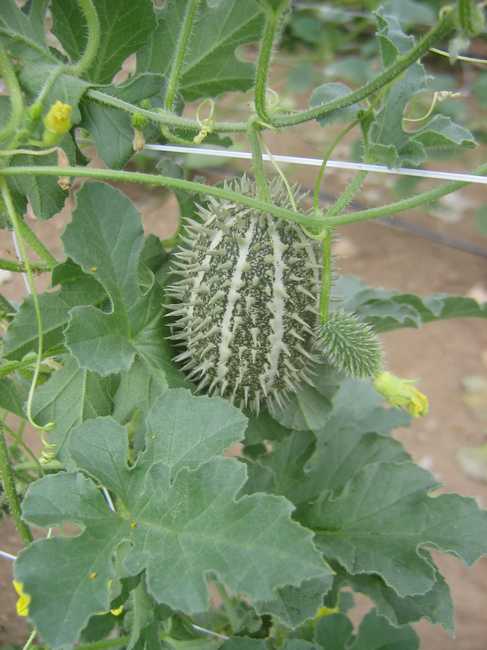 Cucumis Zeyherii (langwerpige Kruisbeskomkommer) Mijn Akkertje | Cucumis Zeyherii (langwerpige Kruisbeskomkommer)