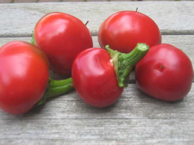 Peper Cieligia Piccante (Rode Peperbol) Mijn Akkertje | Peper Cieligia Piccante (Rode Peperbol)