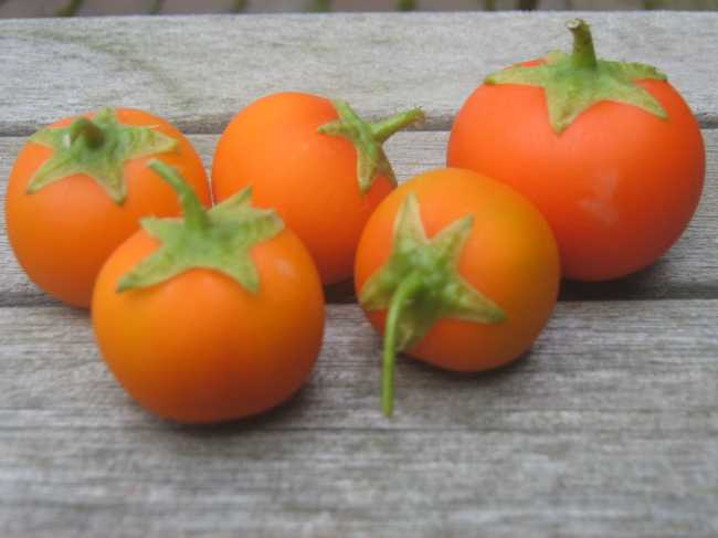 Peperbol oranje Mijn Akkertje | Peperbol oranje