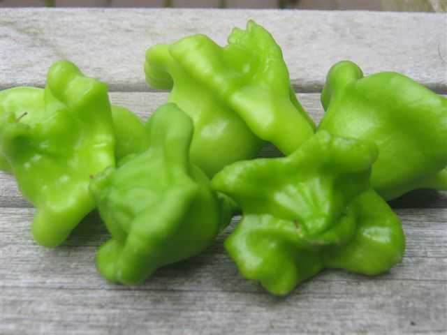 Peper Balloon Mijn Akkertje | Peper Balloon