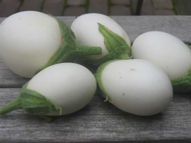 Golden Egg Mijn Akkertje | Golden Egg