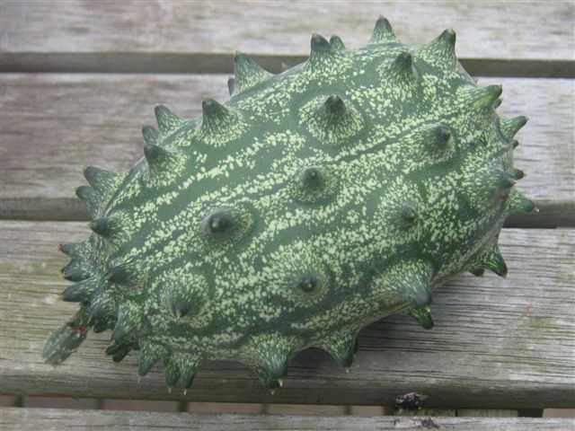 Cucumis Metuliferus (Kiwano) Mijn Akkertje | Cucumis Metuliferus (Kiwano)